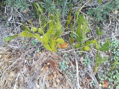 Opuntia monacantha