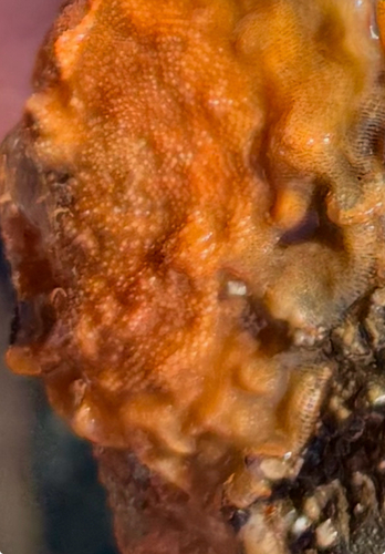 Parasmittina rouvillei