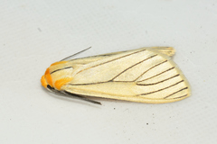 Spilosoma pelopea