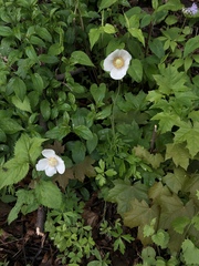 Anemonoides sylvestris