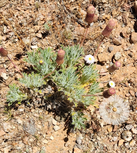 Ixiochlamys cuneifolia, 2026-10-08