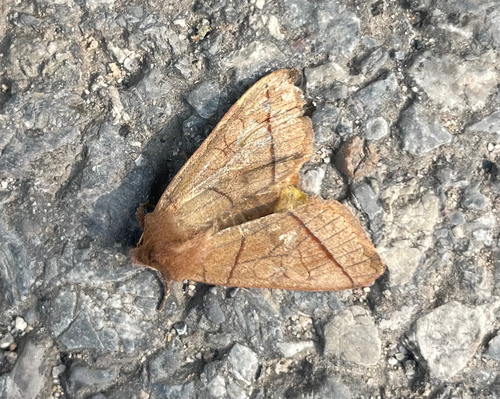 Telorta divergens