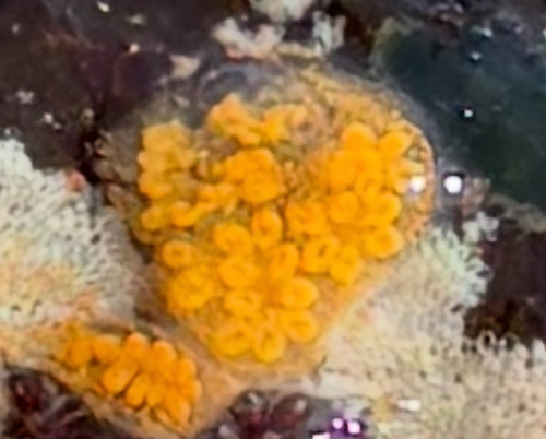 Symplegma brakenhielmi