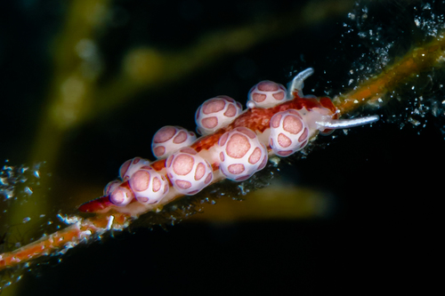 Doto floridicola