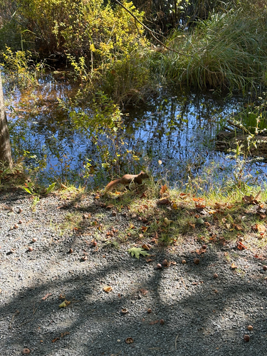 American Red Squirrel