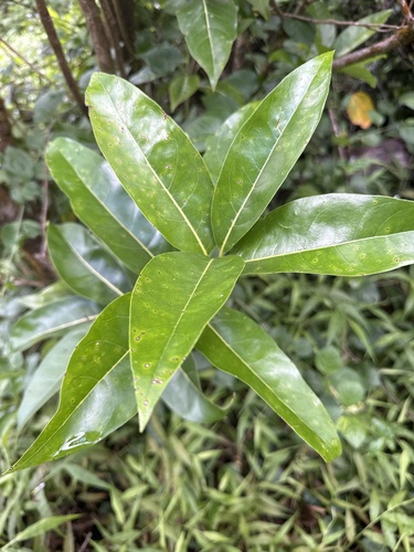 Nestegis sandwicensis observed 2026-10-07