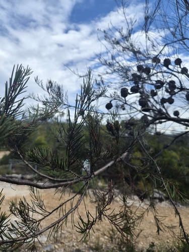 Hakea propinqua, 2026-10-03