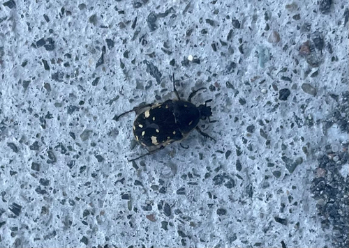 Blue Flower Chafer