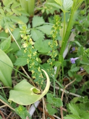 Cruciata glabra krylovii