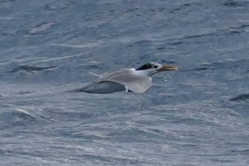 Thalasseus bergii observed 2026-10-07