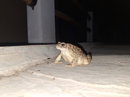 Mauritanian Toad