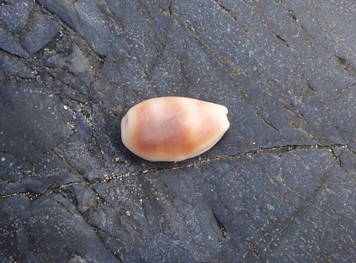 Cypraea clandestina, 2026-10-08