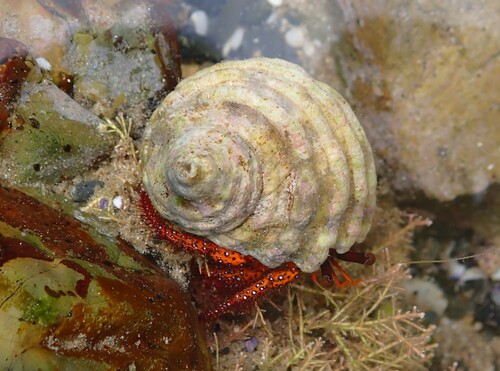 Dardanus megistos observed 2026-10-08