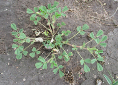 Medicago laciniata image