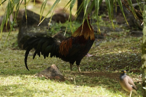 Gallus gallus observed 2026-10-07