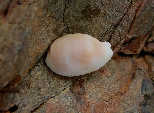 Cypraea clandestina, 2026-10-08