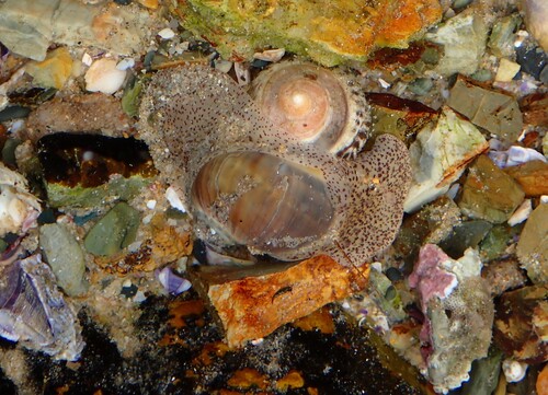 Notocochlis gualteriana observed 2026-10-08