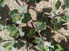 Atriplex laciniata