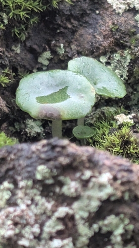 Umbilicus schmidtii (Umbilicus schmidtii)