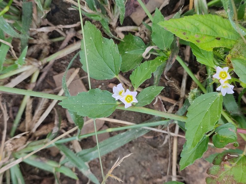 Melochia corchorifolia observed 2026-10-07