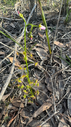 Drosera auriculata