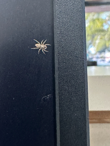 Half-edged Wall Jumping Spider