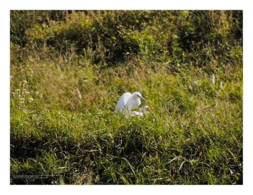 Eastern Cattle-Egret