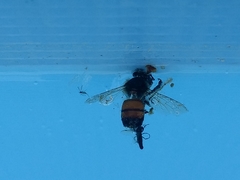 Apis mellifera
