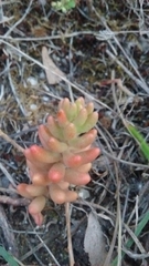 Sedum album