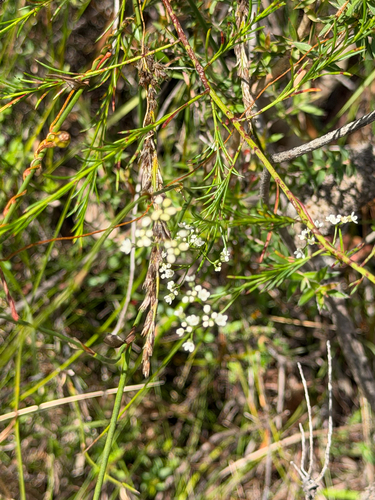 Platysace linearifolia observed 2026-10-08
