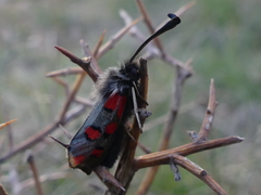 Zygaena rhadamanthus