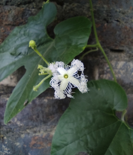 Trichosanthes cucumerina observed 2026-10-08