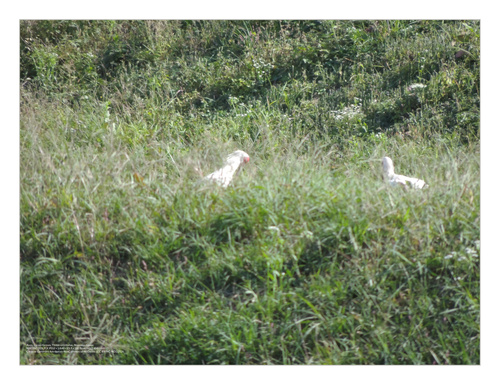 Crested Ibis