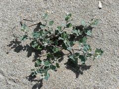 Atriplex laciniata