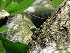 Dasia olivacea
