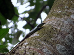 Dasia olivacea