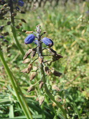 Muscari armeniacum