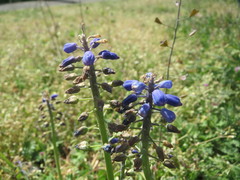 Muscari armeniacum