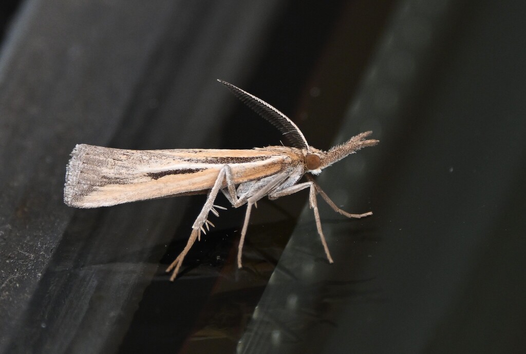Woolly Grass-veneer Moth