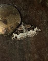 Xanthorhoe biriviata