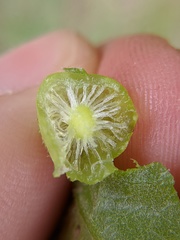 Amphibolips quercusostensackenii