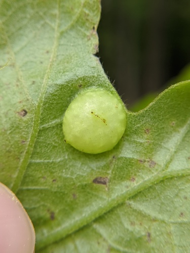 Small Oak Apple Gall Wasp photo 3