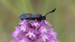 Zygaena lavandulae