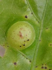 Amphibolips quercusostensackenii