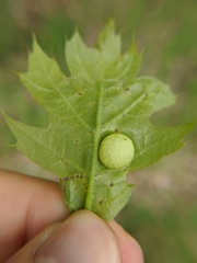 Amphibolips quercusostensackenii