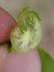 Amphibolips quercusostensackenii