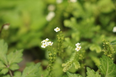 Trigonotis formosana elevatovenosa