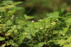 Trigonotis formosana elevatovenosa