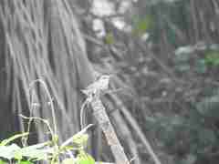 Thryophilus pleurostictus