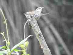 Thryophilus pleurostictus